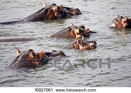 South Africa, Zululand, Kosi Bay lake, hippopotamus View Large Photo Image Stock Image - South Africa, Zululand, Kosi Bay lake, hippopotamus. Fotosearch