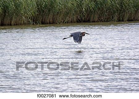South Africa, Zululand, Kosi Bay lake, giant heron View Large Photo Image Stock Image - South Africa, Zululand, Kosi Bay lake, giant heron. Fotosearch