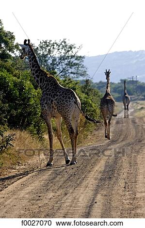 Stock Image - South Africa, Zululand, private game reserve, giraffes. Fotosearch
