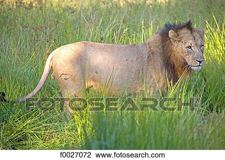 South Africa, Zululand, private game reserve, lion on the watch View Large Photo Image Stock Image - South Africa, Zululand, private game reserve, lion on the watch. Fotosearch