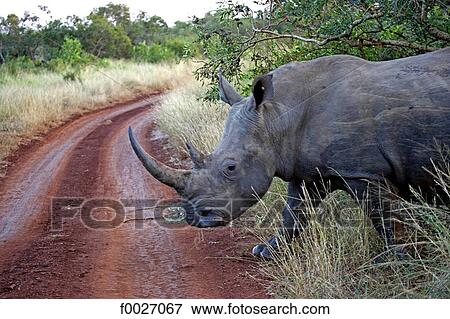 South Africa, Zululand, private game reserve, rhinoceros View Large Photo Image Stock Photo - South Africa, Zululand, private game reserve, rhinoceros. Fotosearch