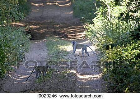 South Africa, Zululand, Saint Lucia park, green monkeys View Large Photo Image Stock Photograph - South Africa, Zululand, Saint Lucia park, green monkeys. Fotosearch