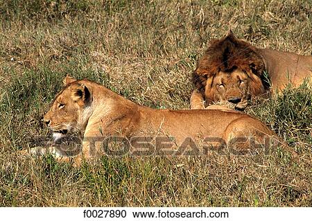 Tanzania, Serengeti National Park, lioness and lion View Large Photo Image Stock Image - Tanzania, Serengeti National Park, lioness and lion. Fotosearch