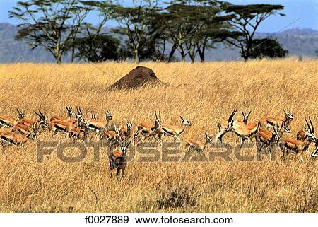 Stock Photo - Tanzania, Serengeti National Park, Thomson's gazelle. Fotosearch