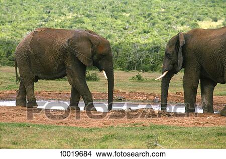 South Africa, Addo elephant park. View Large Photo Image Picture - South Africa, Addo elephant park.. Fotosearch
