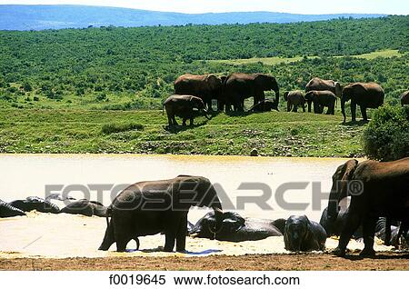 South Africa, Addo elephant park. View Large Photo Image Stock Photography - South Africa, Addo elephant park.. Fotosearch