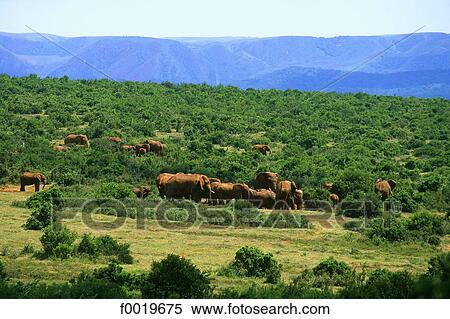 South Africa, Addo elephant park. View Large Photo Image Stock Photography - South Africa, Addo elephant park.. Fotosearch