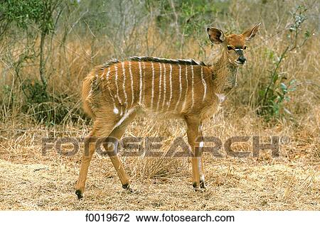 South Africa, Blyde river canyon, antelope. View Large Photo Image Stock Image - South Africa, Blyde river canyon, antelope.. Fotosearch