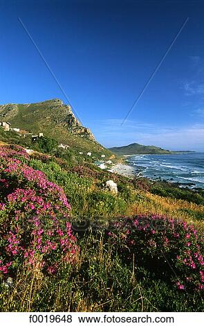 South Africa, Cape town. View Large Photo Image Stock Photo - South Africa, Cape town.. Fotosearch