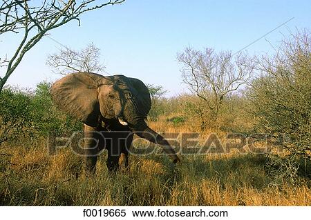 South Africa, Great Karoo, reserve. View Large Photo Image Stock Photography - South Africa, Great Karoo, reserve.. Fotosearch
