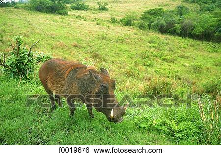 South Africa, Hkuhluwe park, warthog. View Large Photo Image Stock Photograph - South Africa, Hkuhluwe park, warthog.. Fotosearch