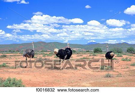 South Africa, little Karoo, ostrish farm. View Large Photo Image Stock Image - South Africa, little Karoo, ostrish farm.. Fotosearch