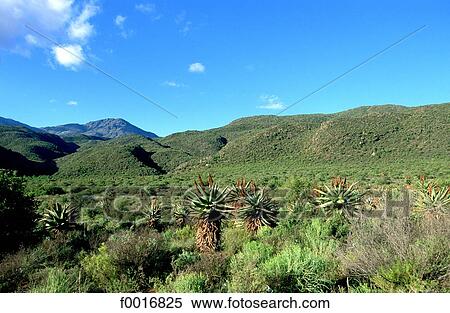 South Africa, little Karoo. View Large Photo Image Stock Photography - South Africa, little Karoo.. Fotosearch