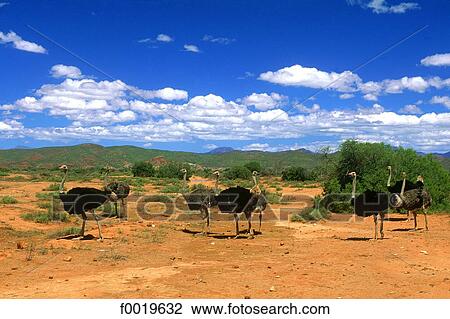 Stock Image - South Africa, Outshorn, ostrish farm.. Fotosearch