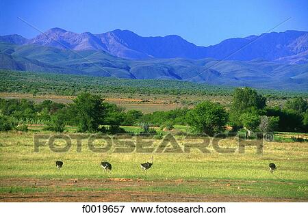 South Africa, Outshorn, ostrish farm. View Large Photo Image Stock Photo - South Africa, Outshorn, ostrish farm.. Fotosearch