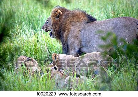 South Africa, Zululand, family of lions View Large Photo Image Stock Photo - South Africa, Zululand, family of lions. Fotosearch