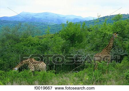 South Africa, zululand, giraffes. View Large Photo Image Stock Photo - South Africa, zululand, giraffes.. Fotosearch