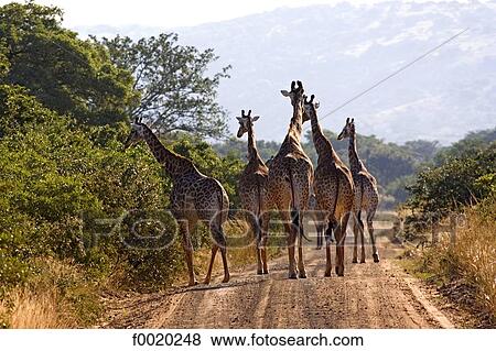 South Africa, Zululand, giraffes View Large Photo Image Stock Photo - South Africa, Zululand, giraffes. Fotosearch
