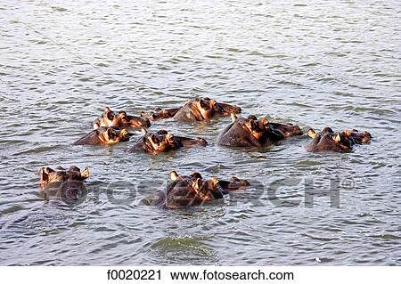 South Africa, Zululand, Kosi Bay lake, hippopotamuses View Large Photo Image Stock Image - South Africa, Zululand, Kosi Bay lake, hippopotamuses. Fotosearch