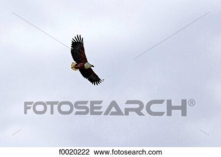South Africa, Zululand, Kosi Bay lake, African Fish Eagle View Large Photo Image Stock Image - South Africa, Zululand, Kosi Bay lake, African Fish Eagle. Fotosearch