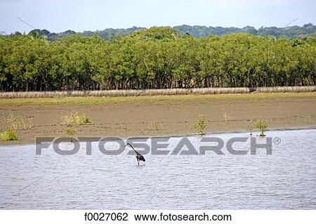 South Africa, Zululand, Kosi Bay lake, giant heron View Large Photo Image Stock Image - South Africa, Zululand, Kosi Bay lake, giant heron. Fotosearch