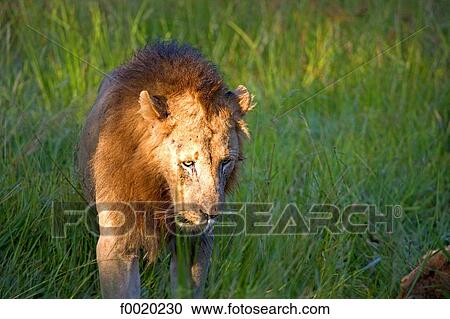 South Africa, Zululand, lion on the watch View Large Photo Image Stock Image - South Africa, Zululand, lion on the watch. Fotosearch