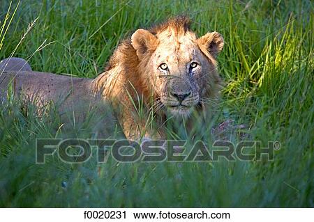 South Africa, Zululand, lion View Large Photo Image Stock Image - South Africa, Zululand, lion. Fotosearch
