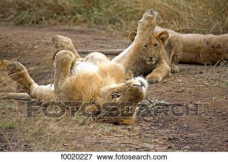 South Africa, Zululand, lionesses View Large Photo Image Stock Photo - South Africa, Zululand, lionesses. Fotosearch