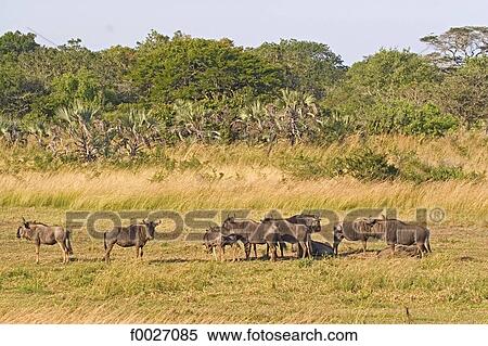 South Africa, Zululand, private game reserve, herd of wildebeest View Large Photo Image Stock Photography - South Africa, Zululand, private game reserve, herd of wildebeest. Fotosearch