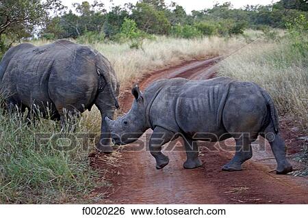 South Africa, Zululand, rhinoceros View Large Photo Image Stock Photograph - South Africa, Zululand, rhinoceros. Fotosearch
