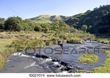 Picture - South Africa, Zululand, Simunye, horses. Fotosearch