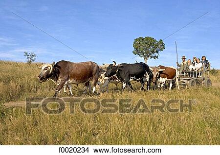 South Africa, Zululand, Simunye, tourists on an ox cart View Large Photo Image Picture - South Africa, Zululand, Simunye, tourists on an ox cart. Fotosearch