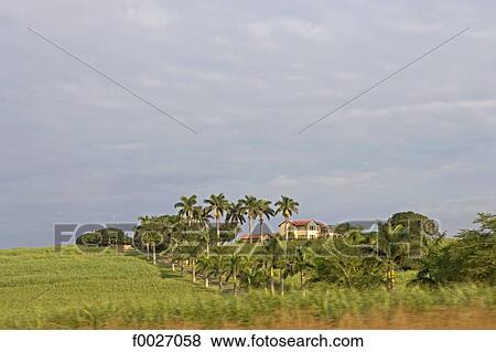 South Africa, Zululand, sugar cane plantation View Large Photo Image Stock Photo - South Africa, Zululand, sugar cane plantation. Fotosearch