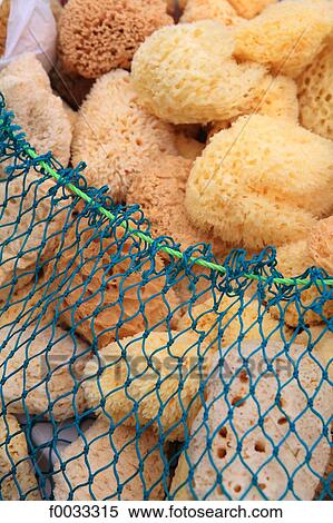 Cyprus, Paphos, sponge View Large Photo Image Stock Photography - Cyprus, Paphos, sponge. Fotosearch