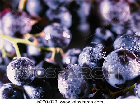 Stock Photo - A bunch of fresh purple grapes. Fotosearch