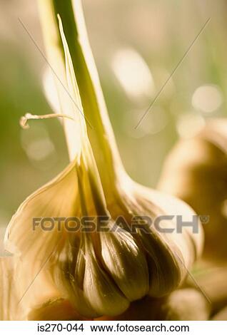 A bunch of garlic View Large Photo Image Picture - A bunch of garlic. Fotosearch