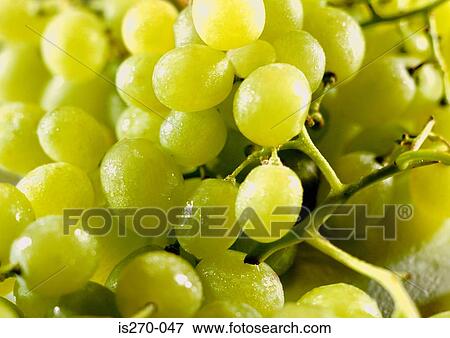Stock Photo - A bunch of green grapes. Fotosearch