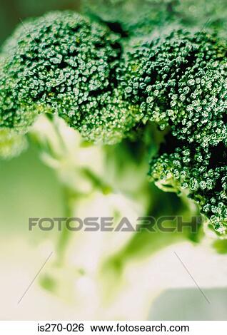 Stock Photograph - A fresh broccoli. Fotosearch
