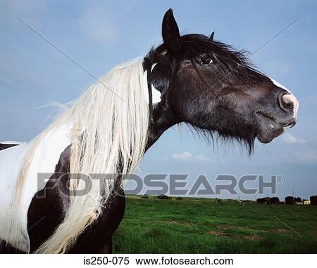 Black and white horse View Large Photo Image Stock Photography - Black and white horse. Fotosearch