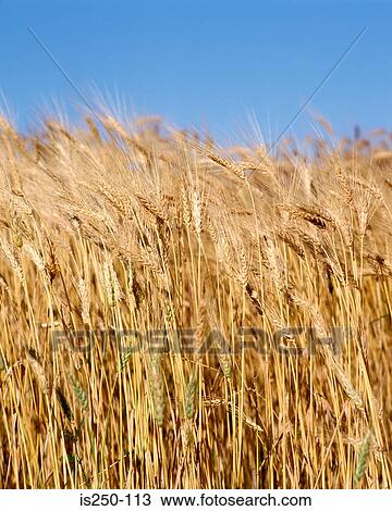 Stock Image - crop, field, plants, sky, summer. Fotosearch