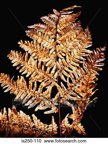 fern, October 2003 release, leaf, autumn View Large Photo Image Stock Image - fern, October 2003 release, leaf, autumn. Fotosearch