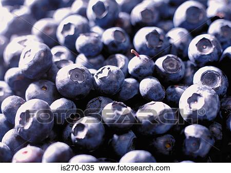 Stock Photography - Fresh blueberries. Fotosearch
