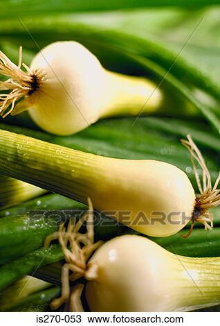 Fresh spring onions View Large Photo Image Stock Image - Fresh spring onions. Fotosearch