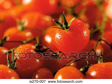 Fresh tomatoes on the vine View Large Photo Image Stock Photo - Fresh tomatoes on the vine. Fotosearch