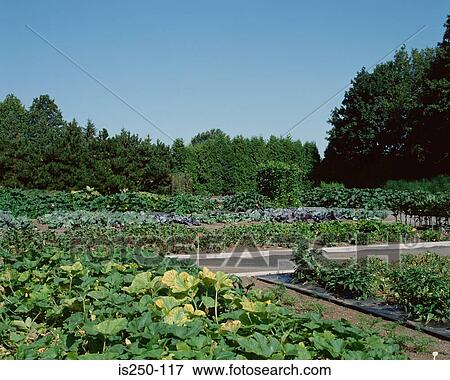 garden, leaves, nursery, path, plants View Large Photo Image Stock Photo - garden, leaves, nursery, path, plants. Fotosearch