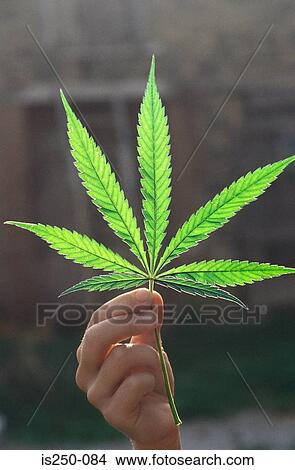 Marijuana leaf View Large Photo Image Picture - Marijuana leaf. Fotosearch