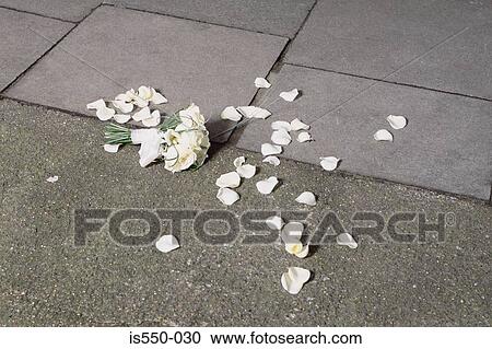 Petals from the bride`s bouquet View Large Photo Image Stock Image - Petals from the bride`s bouquet. Fotosearch