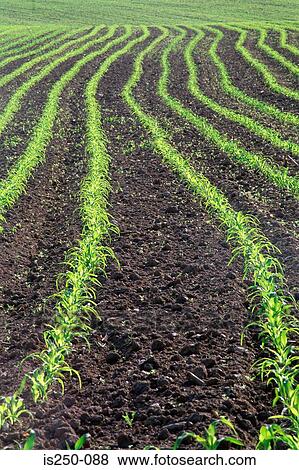 Stock Photo - Row of crops in field. Fotosearch