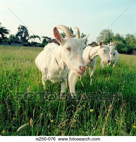 Stock Photograph - Three goats in field. Fotosearch