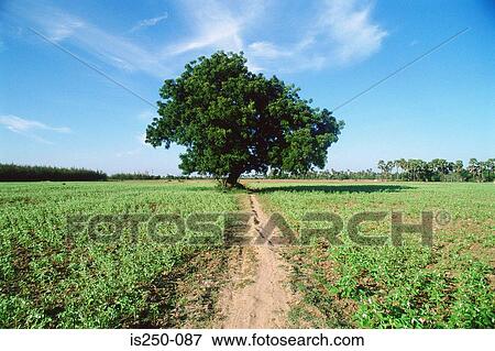 Stock Photo - Tree in field. Fotosearch